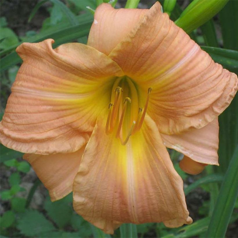 Hemerocallis Bright Memories - Daylily (Flowering)