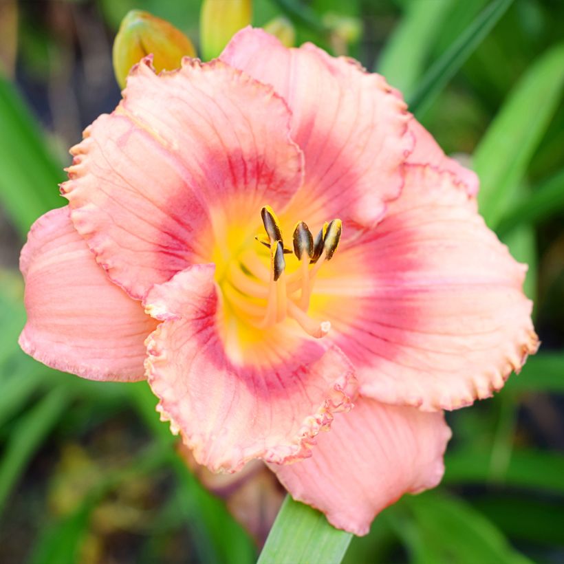 Hemerocallis Broadway Dreamer - Daylily (Flowering)