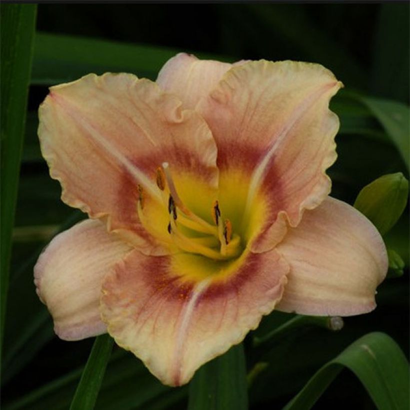 Hemerocallis Buffy's Doll - Daylily (Flowering)