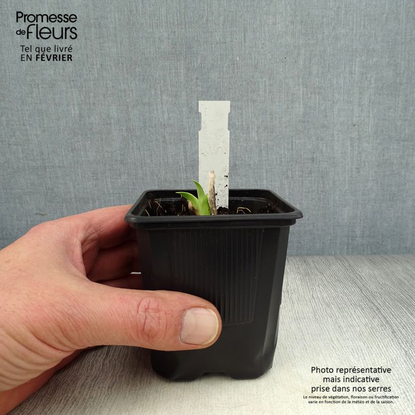 Hemerocallis Burning Daylight - Daylily 8/9 cm pot sample as delivered in winter