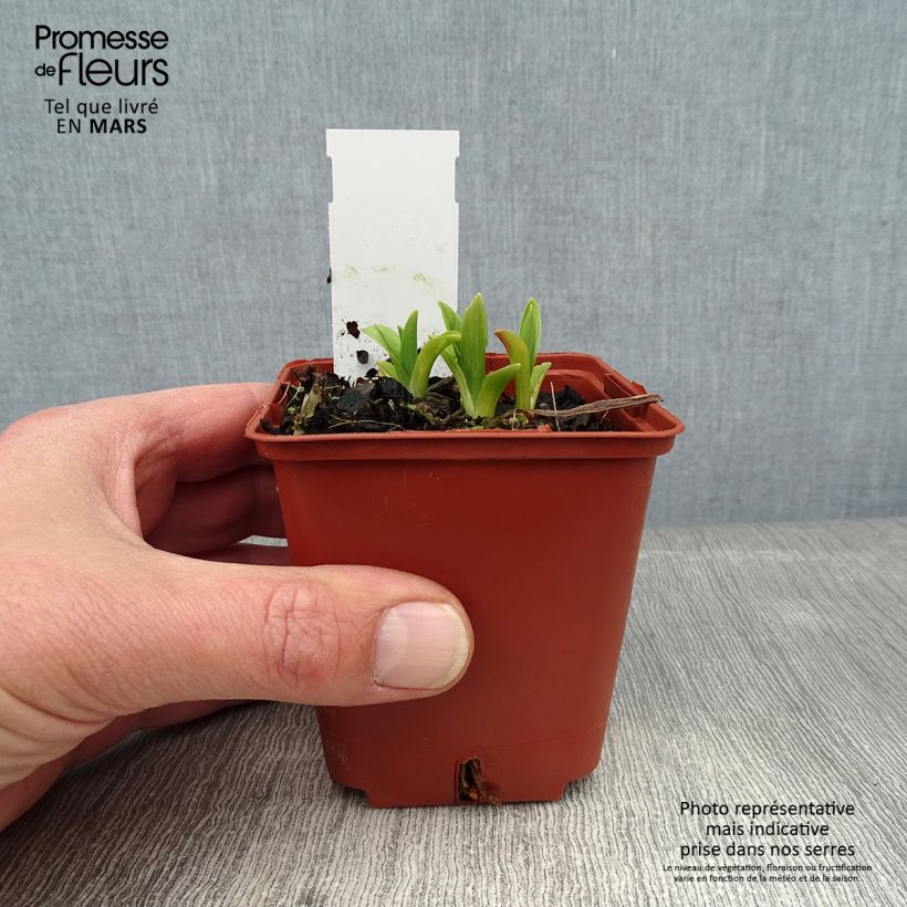 Hemerocallis By Myself - Daylily 8/9 cm pot sample as delivered in winter