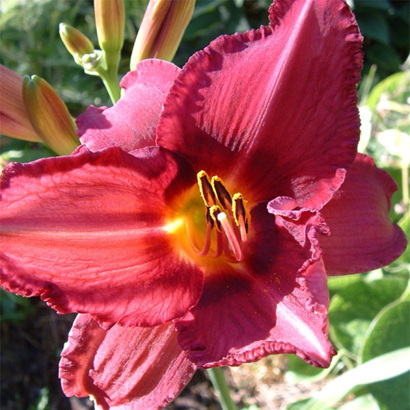Hemerocallis Bysantine Emperor - Daylily (Flowering)