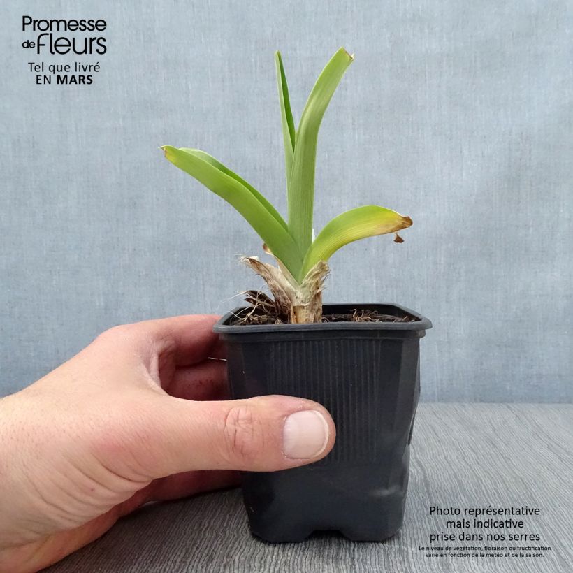 Hemerocallis Canadian Border Patrol - Daylily 8/9 cm pot sample as delivered in spring