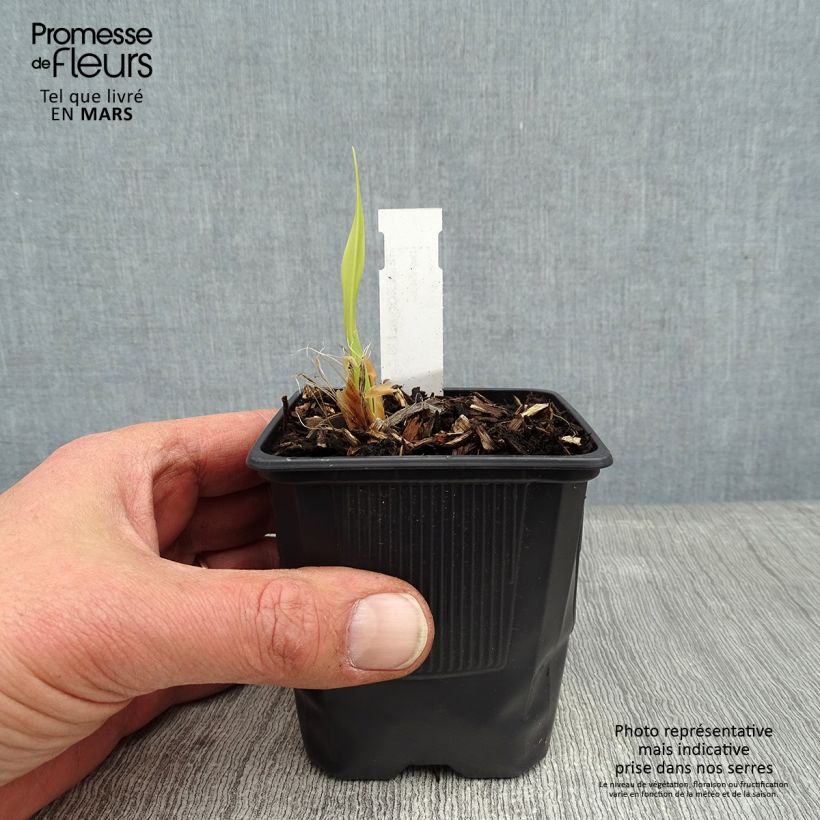 Hemerocallis Canadian Border Patrol - Daylily 8/9 cm pot sample as delivered in winter