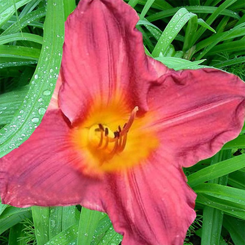 Hemerocallis Carnival Flair - Daylily (Flowering)