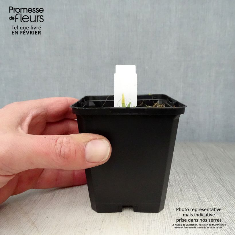 Hemerocallis Catherine Woodbury - Daylily 8/9 cm pot sample as delivered in winter