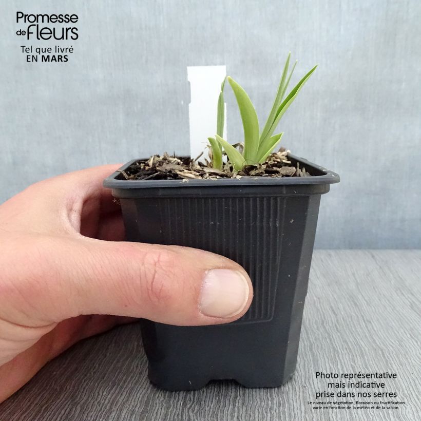 Hemerocallis Childrens Festival - Daylily 8/9 cm pot sample as delivered in spring