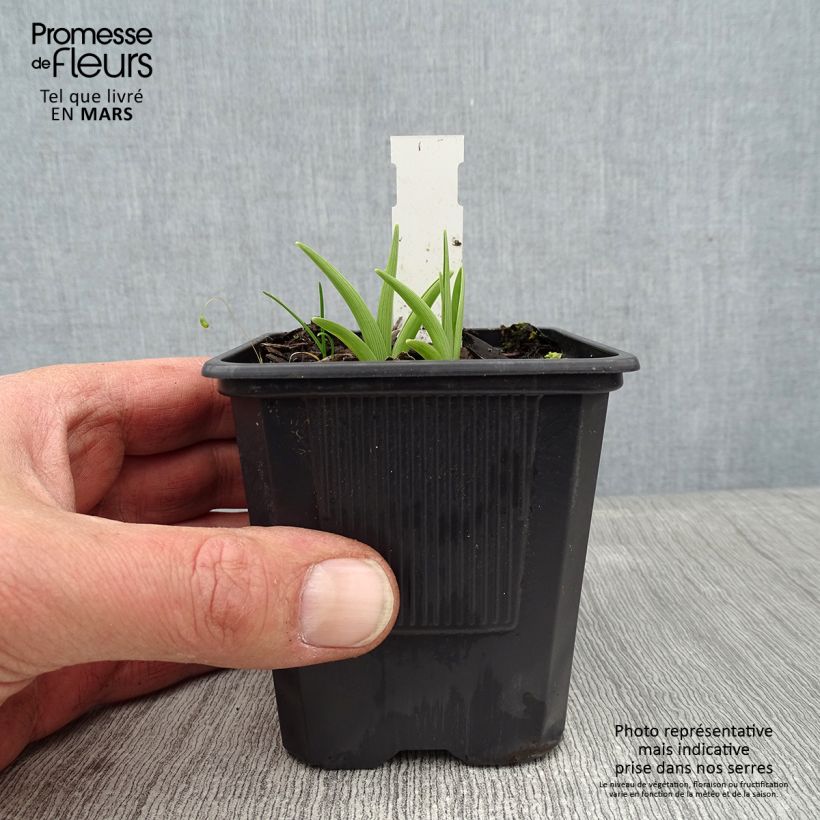 Hemerocallis Childrens Festival - Daylily 8/9 cm pot sample as delivered in winter