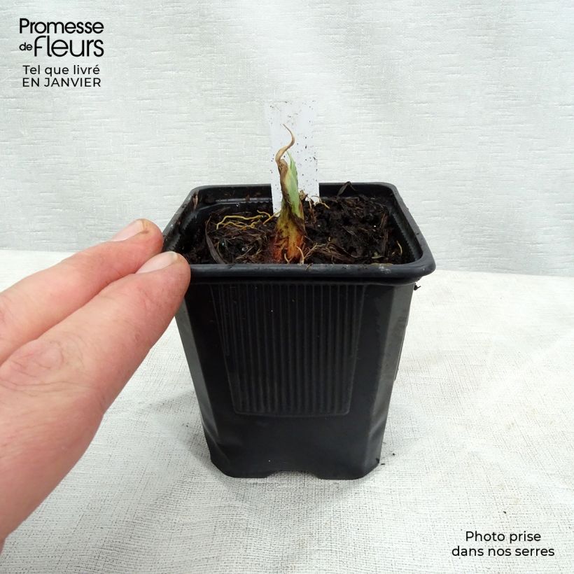 Hemerocallis Chocolate Candy - Daylily 8/9 cm pot sample as delivered in winter