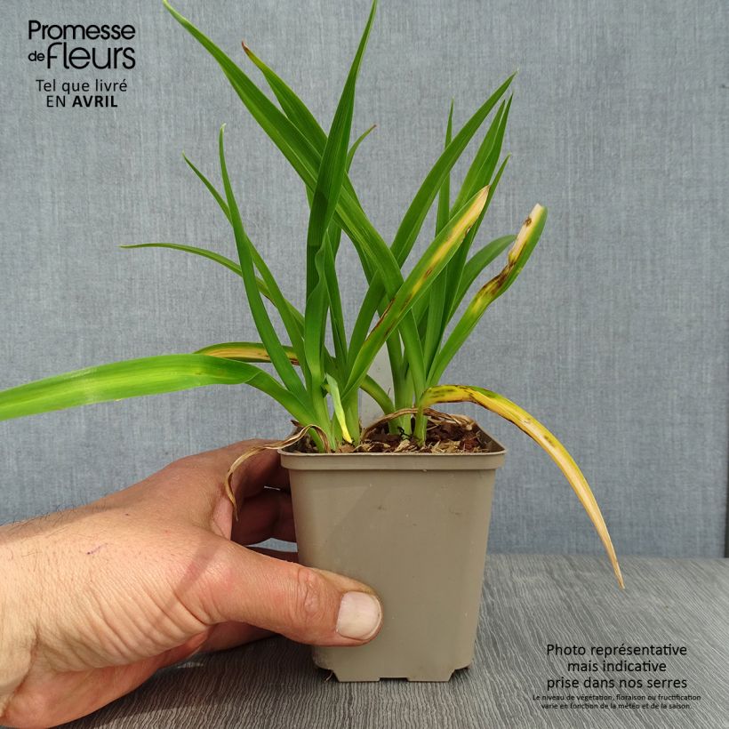 Hemerocallis Chocolate Candy - Daylily 8/9 cm pot sample as delivered in spring