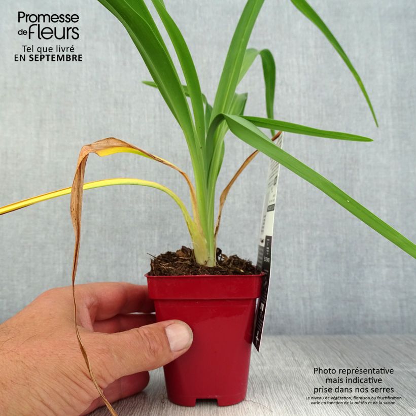 Hemerocallis Chosen Love - Daylily 8/9 cm pot sample as delivered in autumn