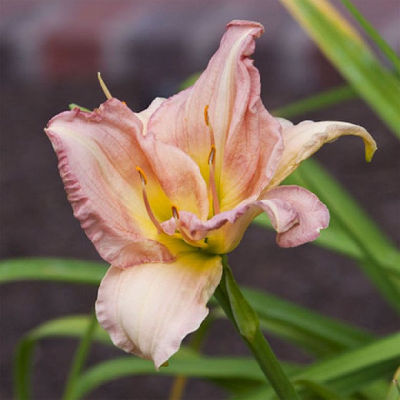 Hemerocallis Cindy Marie - Daylily (Flowering)