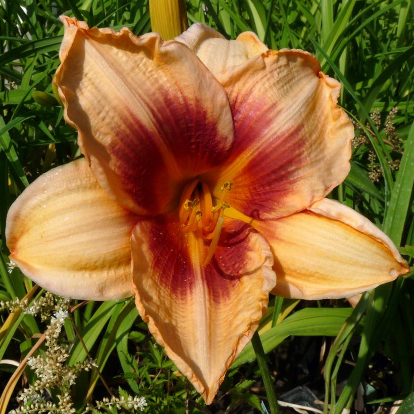 Hemerocallis Constance Eye - Daylily (Flowering)