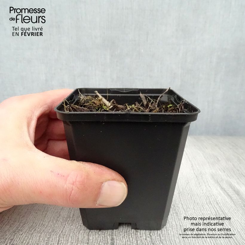 Hemerocallis Corky - Daylily 8/9 cm pot sample as delivered in winter