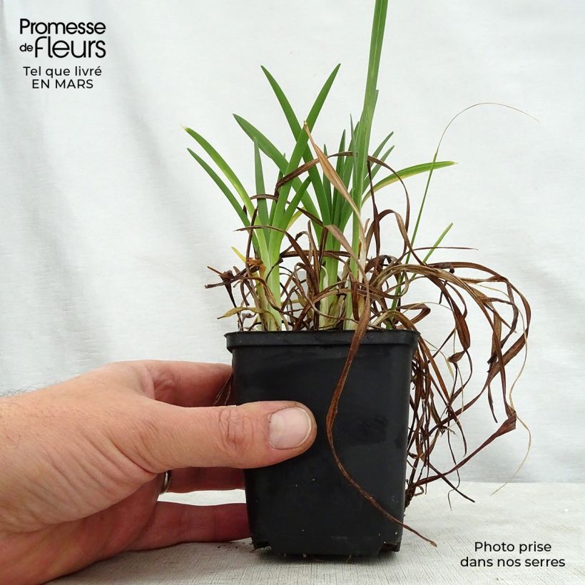 Hemerocallis Cosmopolitan - Daylily 8/9 cm pot sample as delivered in spring