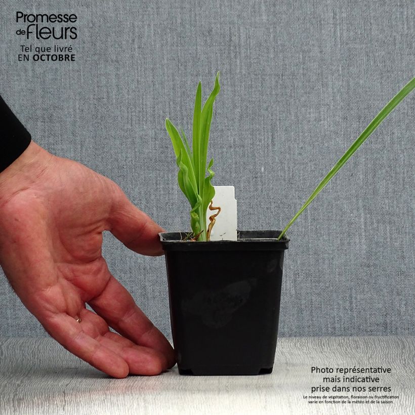 Hemerocallis Cosmopolitan - Daylily 8/9 cm pot sample as delivered in autumn