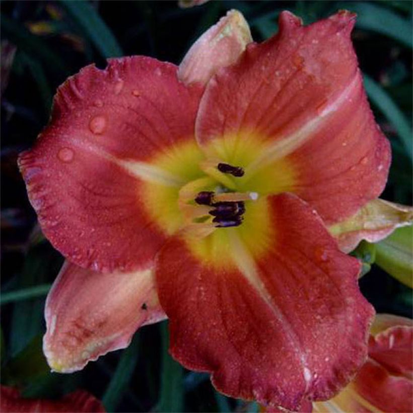 Hemerocallis Crackling Rosie - Daylily (Flowering)