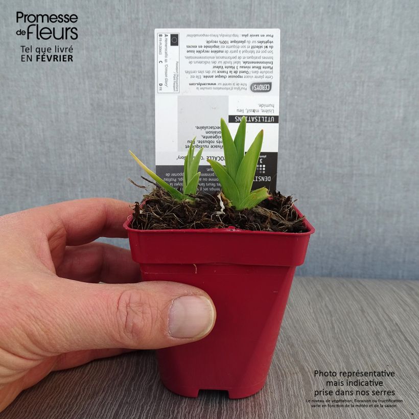 Hemerocallis Crimson Glory - Daylily 8/9 cm pot sample as delivered in winter