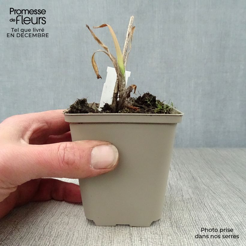 Hemerocallis Crimson Pirate - Daylily 8/9 cm pot sample as delivered in winter