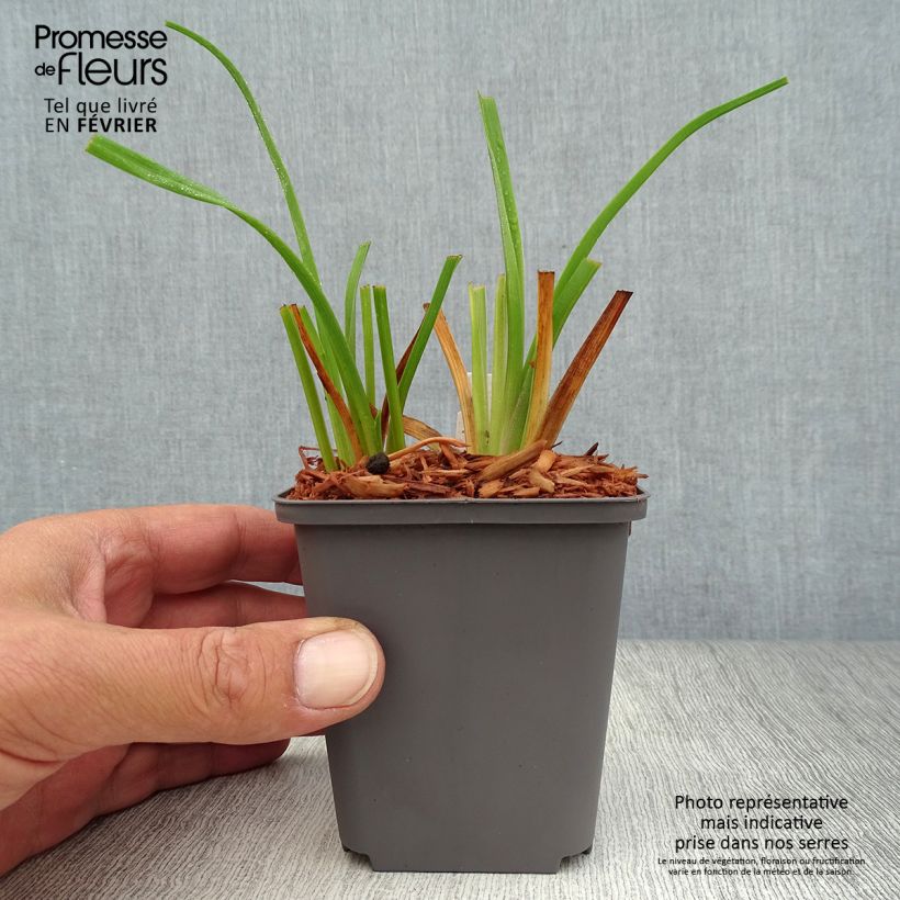 Hemerocallis Custard Candy - Daylily 8/9 cm pot sample as delivered in autumn