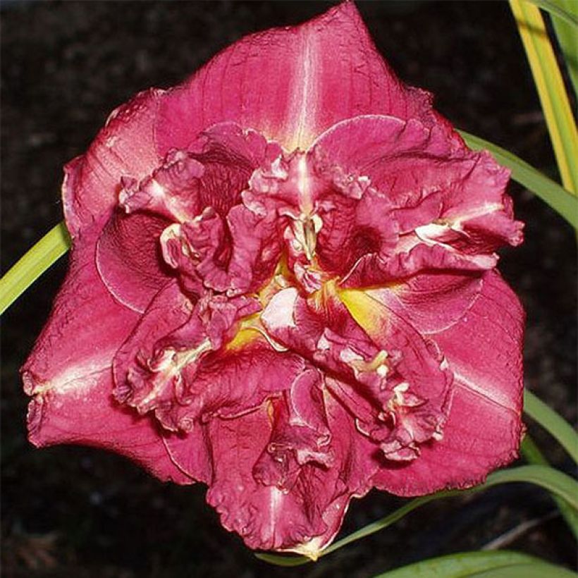 Hemerocallis Desdemona - Daylily (Flowering)