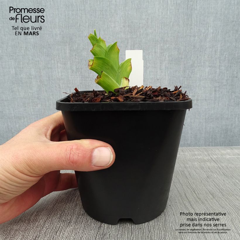 Hemerocallis Destined to See - Daylily 1L/1.5L pot sample as delivered in winter