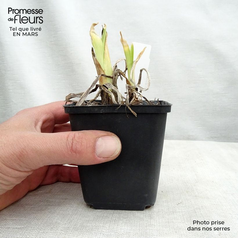 Hemerocallis Dragons Eye - Daylily 1L/1.5L pot sample as delivered in winter