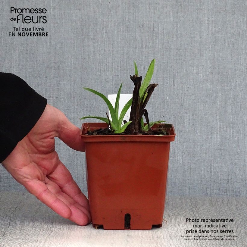 Hemerocallis Dragons Eye - Daylily 1L/1.5L pot sample as delivered in autumn