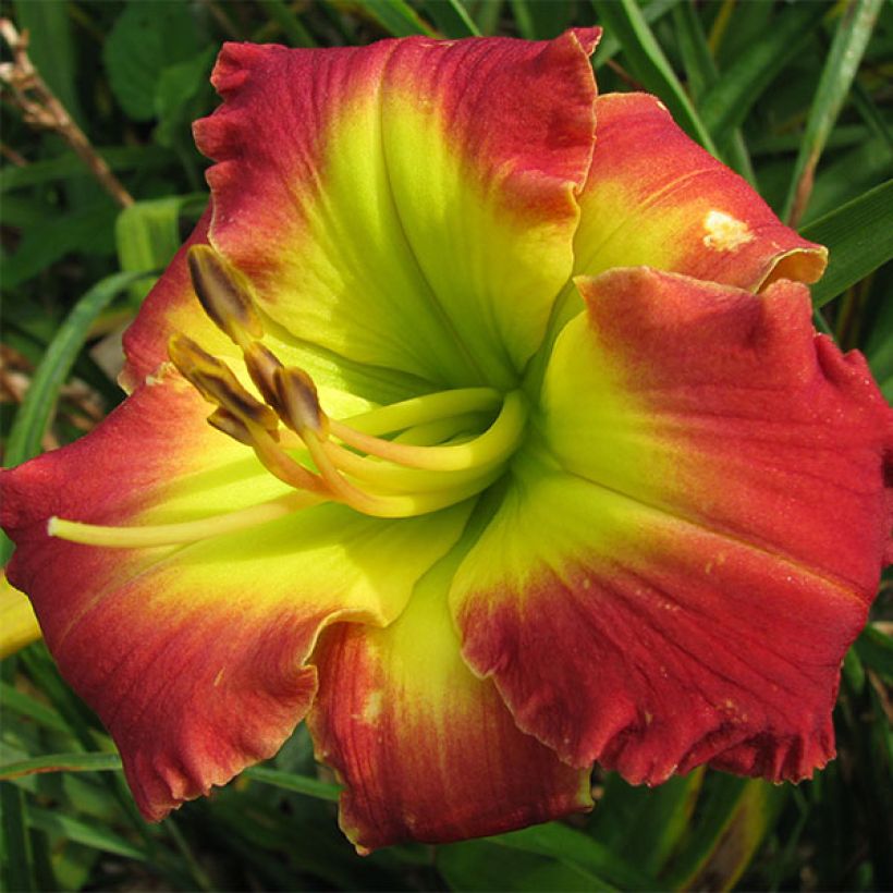Hemerocallis Dragons King - Daylily (Flowering)