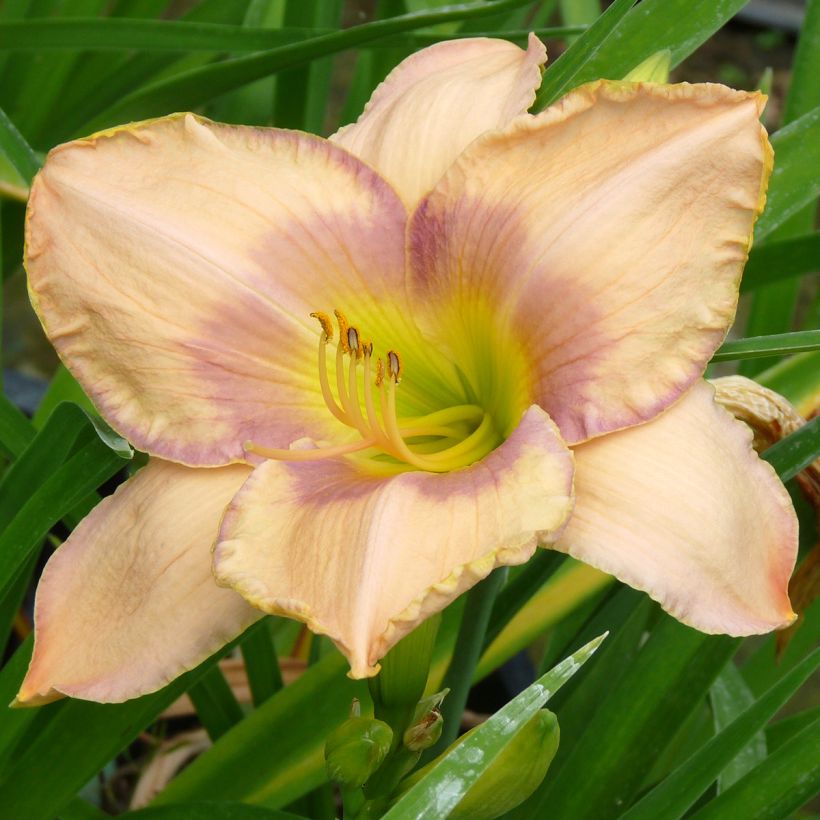 Hemerocallis Elegantissima - Daylily (Flowering)