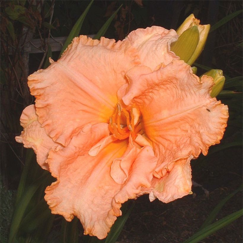 Hemerocallis Elisabeth Salter - Daylily (Flowering)