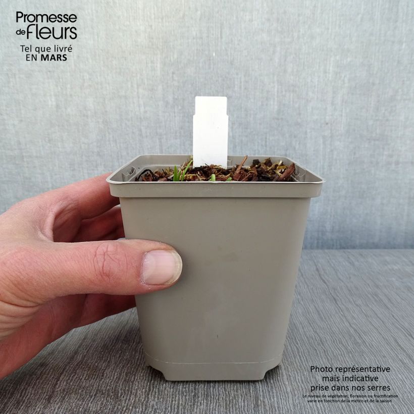 Hemerocallis Everydaylily Cerise - Daylily 8/9 cm pot sample as delivered in winter