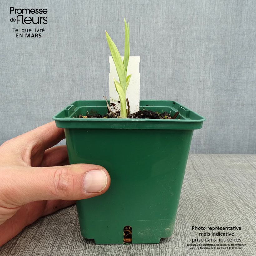 Hemerocallis Eyed Beauty - Daylily 1L/1.5L pot sample as delivered in winter