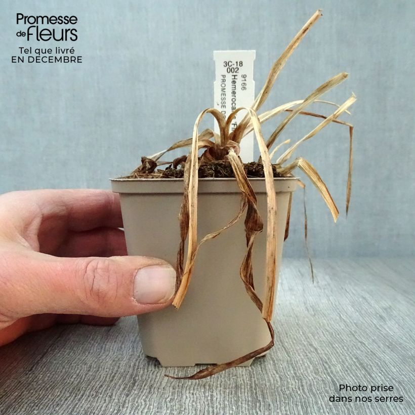 Hemerocallis Final Touch - Daylily 8/9 cm pot sample as delivered in winter