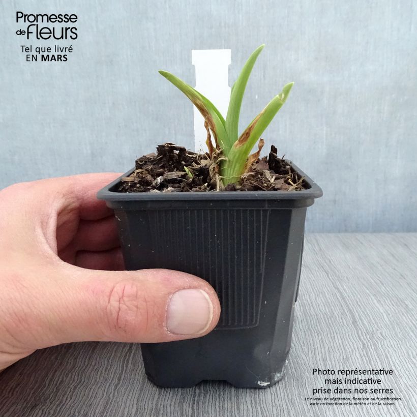 Hemerocallis Flambeau - Daylily 8/9 cm pot sample as delivered in spring