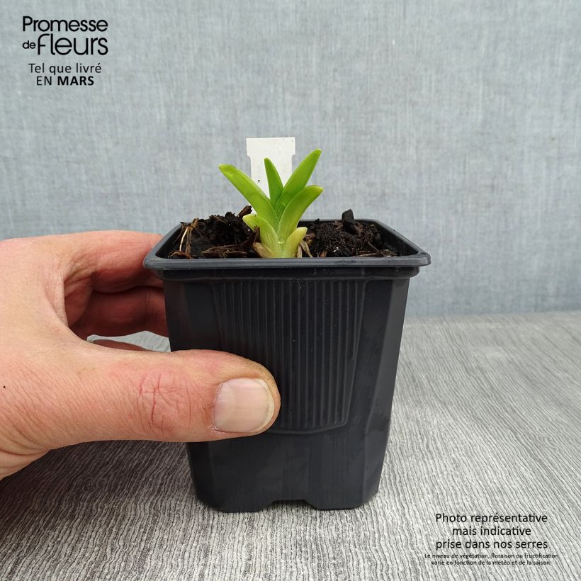 Hemerocallis Flambeau - Daylily 8/9 cm pot sample as delivered in winter