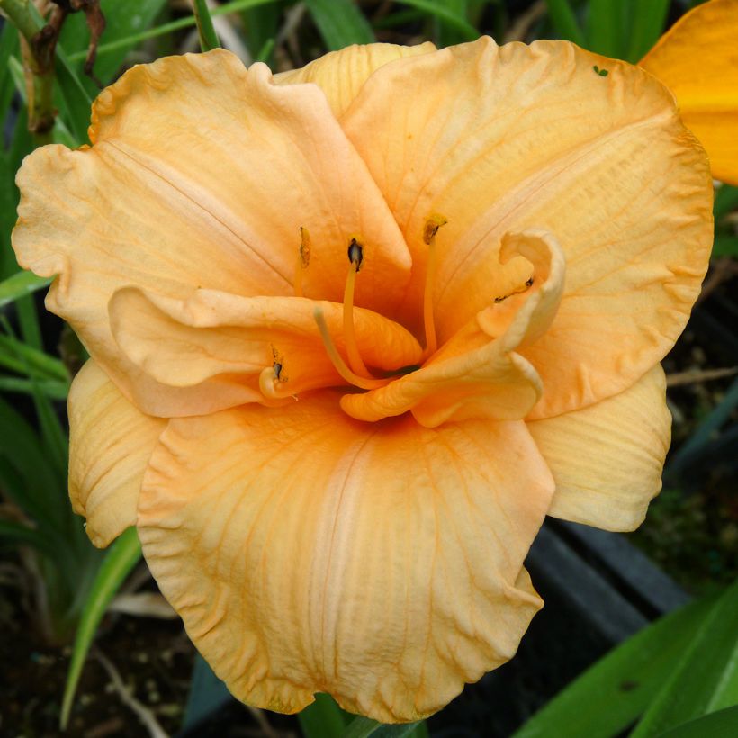 Hemerocallis Flower Pavilion - Daylily (Flowering)