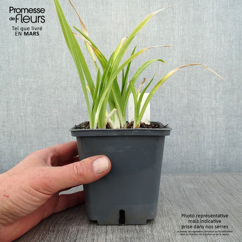 Hemerocallis 'Forty Second Street' - Daylily 1L/1.5L pot sample as delivered in winter