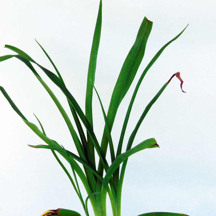 Hemerocallis Frans Hals - Daylily (Foliage)
