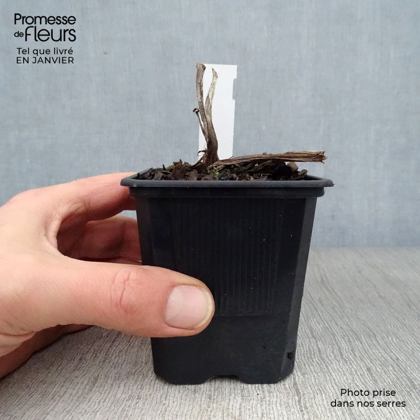 Hemerocallis Frans Hals - Daylily 8/9 cm pot sample as delivered in winter