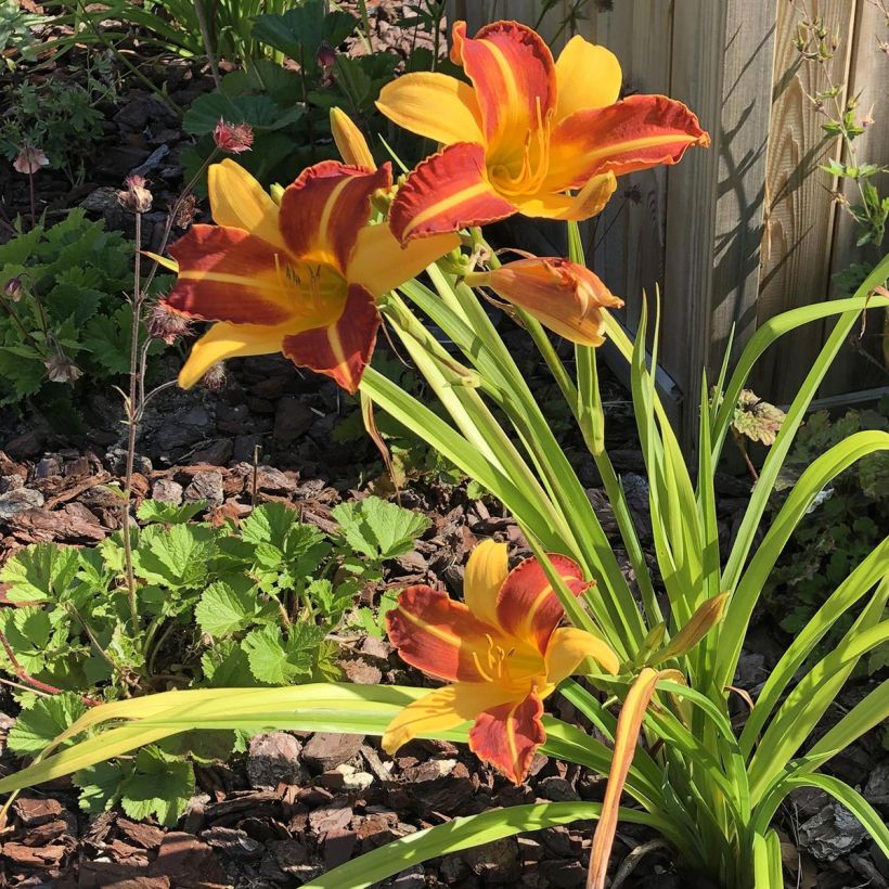 Hemerocallis Frans Hals - Daylily (Plant habit)