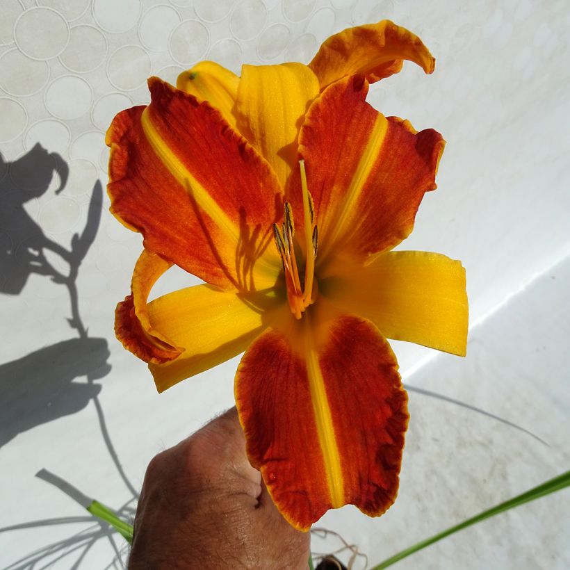 Hemerocallis Frans Hals - Daylily (Flowering)