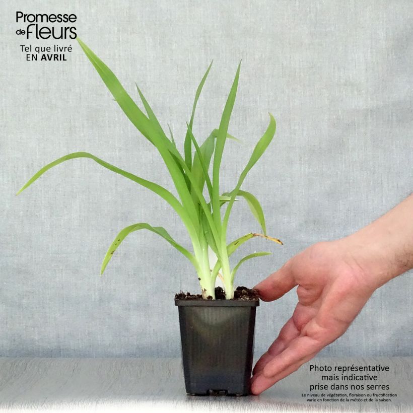 Hemerocallis Frans Hals - Daylily 8/9 cm pot sample as delivered in spring