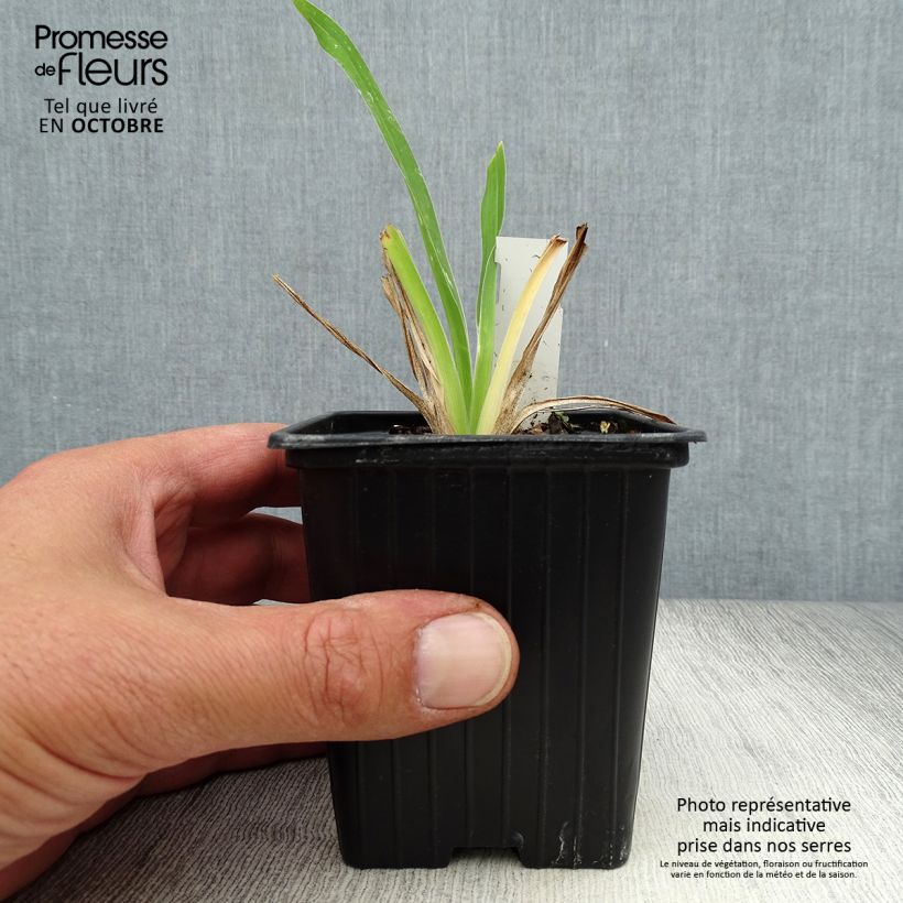 Hemerocallis George Cunningham - Daylily 8/9 cm pot sample as delivered in autumn