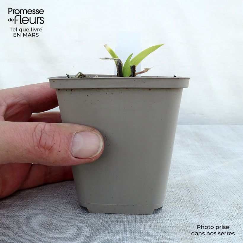 Hemerocallis Grape Velvet - Daylily 8/9 cm pot sample as delivered in spring