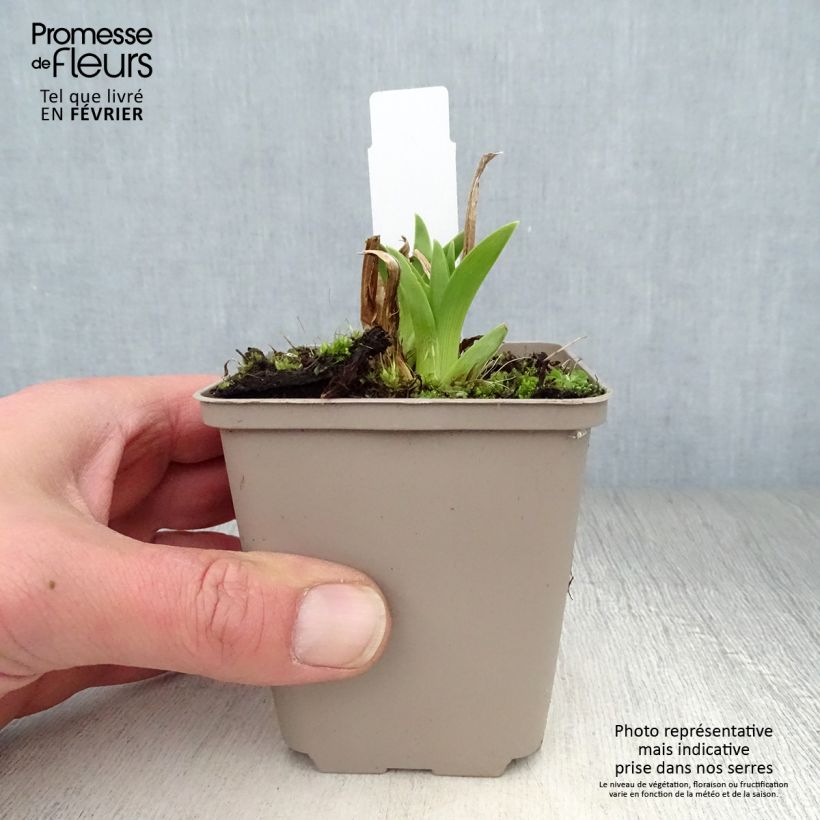 Hemerocallis Green Flutter - Daylily 8/9 cm pot sample as delivered in winter