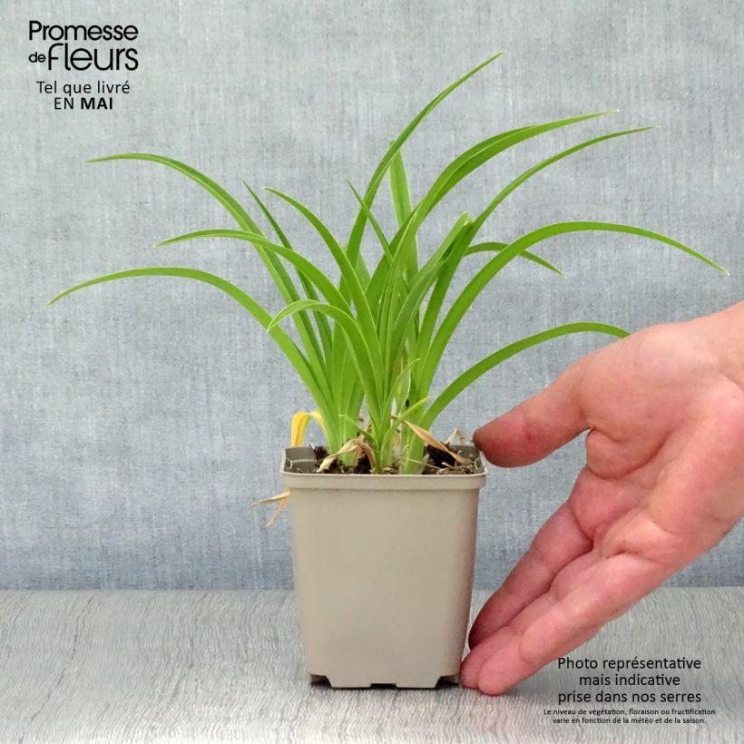 Hemerocallis Green Flutter - Daylily 8/9 cm pot sample as delivered in spring