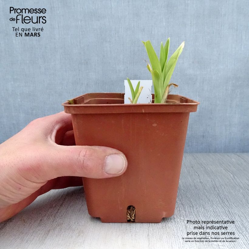 Hemerocallis Hazel Monette - Daylily 8/9 cm pot sample as delivered in spring