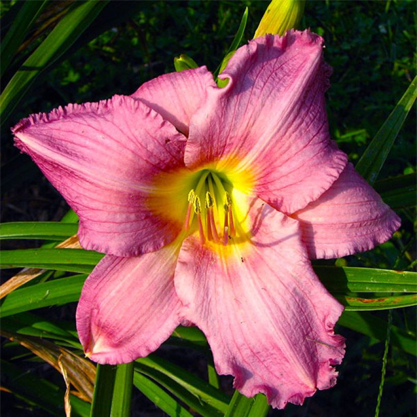 Hemerocallis Hundredth Anniversary - Daylily (Flowering)