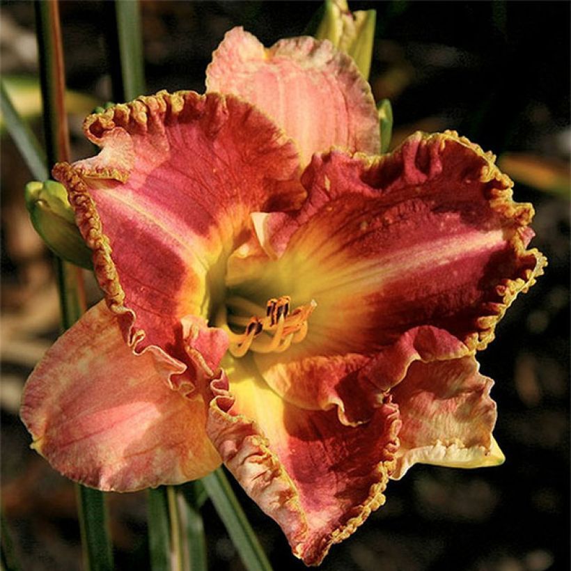 Hemerocallis Idas Magic - Daylily (Flowering)